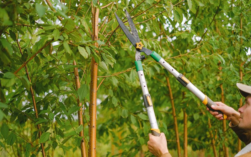Tree trimming in Luxemburg, IA