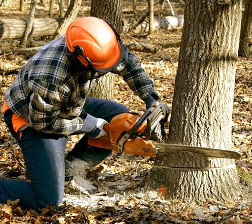Tree Removal in Luxemburg, IA